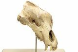 Fossil Upper Cave Bear (Ursus Spelaeus) Skull With Stand #227516-1